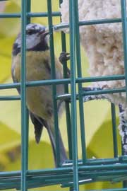 bluetit